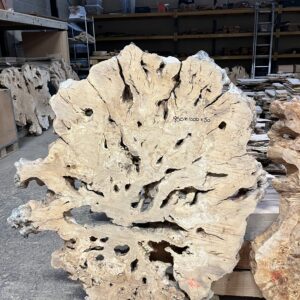 Olive Wood Root Slice R1